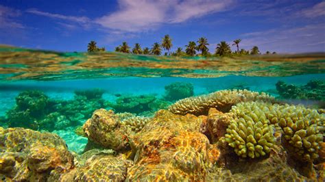 Maldives regime imperils coral reefs in dash for cash