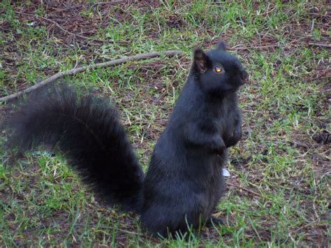 Hi i'm a squirrel and i'm cute! | Animals, Black squirrel, Squirrel