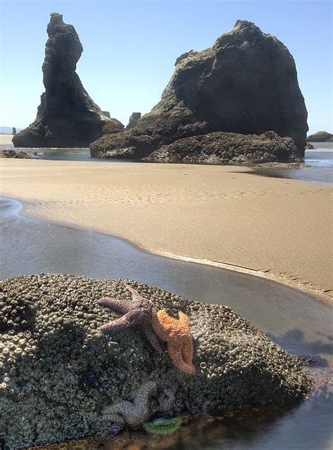 Bandon Beach Oregon | Bandon beach, Oregon beaches, Oregon road trip