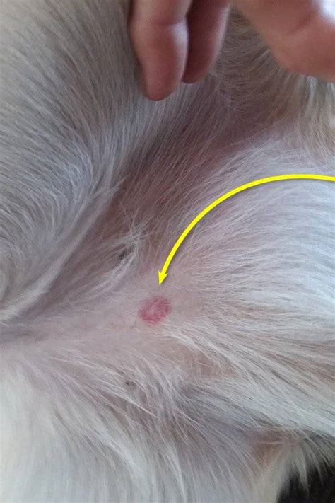 Is Ringworm In Dogs Painful