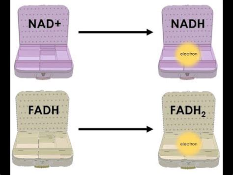 Role of NADH & FADH2 in cellular respiration - YouTube