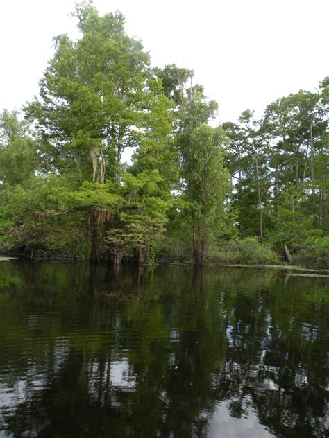 Mary's Louisiana Garden: Atchafalaya Basin Fishing Trip