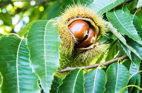 Chinese Chestnut Tree For Sale | Great Tree for Wildlife