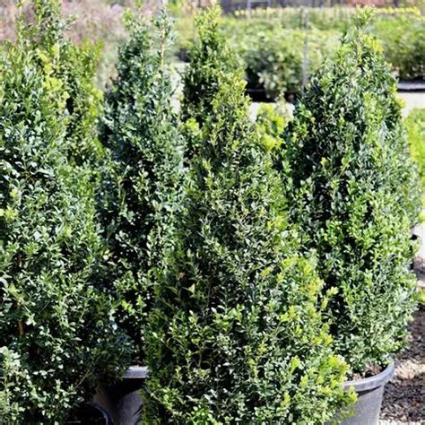 Buxus Sempervirens Cone Topiary 48-54" – Fanelli's Landscape Supply