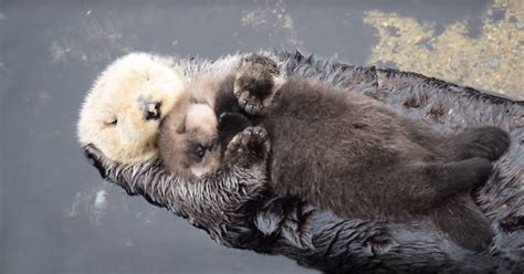 Sea otter habitat