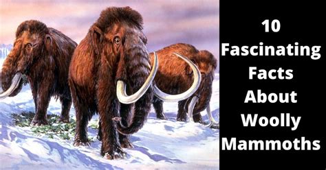 10 Fascinating Facts About Woolly Mammoths | The Vintage News