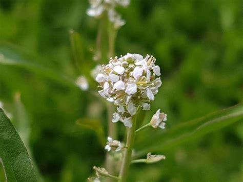 Lepidium sativum L., Garden cress (World flora) - Pl@ntNet identify