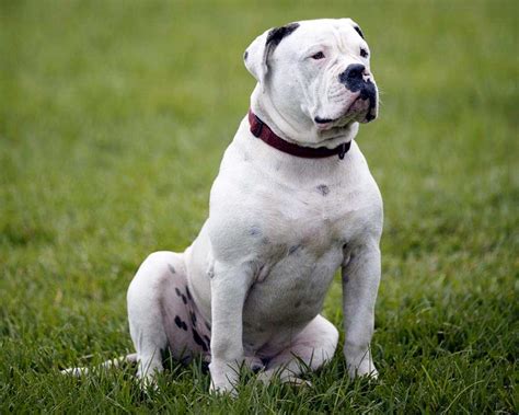 Top 5 Hypoallergenic Dog Breeds Pets Feed