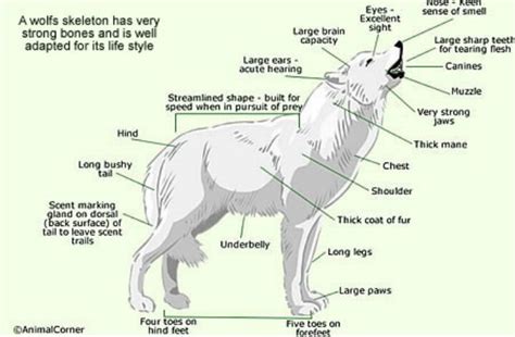 Arctic Wolf | Wiki | Wild Animals! Amino