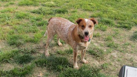 a brown and white dog standing on top of a grass covered field