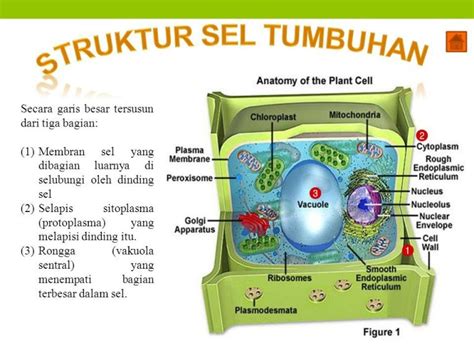 Struktur Dan Fungsi Sel Tumbuhan - IMAGESEE