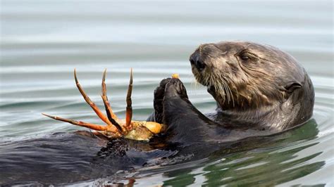 Ocean Toxin a Heartbreaking Threat for Sea Otters | School of ...