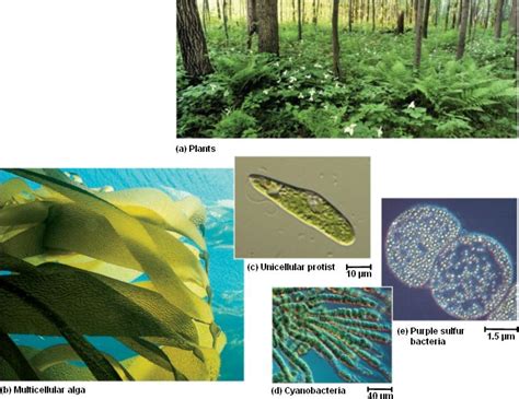 autotrophs.html 10_02Photoautotrophs.jpg