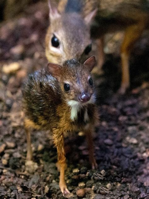 Mouse Deer | El Grande Pics