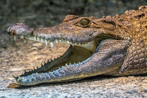 Philippinen-Krokodil, Zoo Zürich (1) | Nico's Photostudio - Best Of The ...