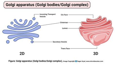 Animal Cell- Definition, Structure, Parts, Functions, Labeled Diagram