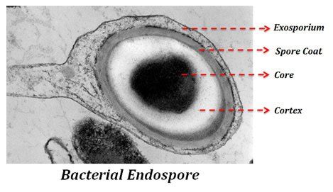 Bacterial Endospore Formation | EasyBiologyClass