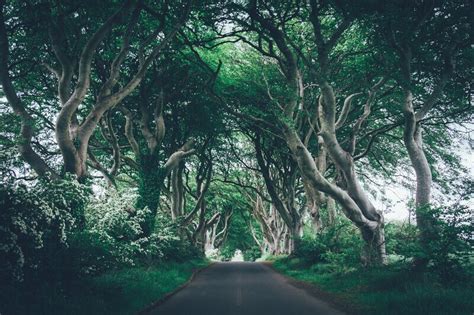 The Dark Hedges Game Of Thrones Filming Locations Ireland