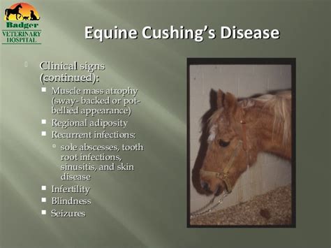 Equine Endocrine Disorders slides