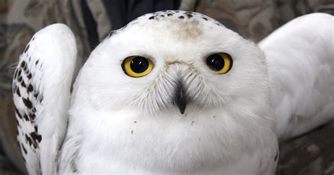 Record number of snowy owls sighted in Wisconsin this winter