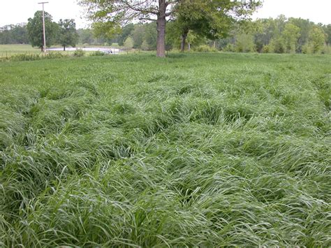 Photos of Annual Ryegrass | Ryegrass in Arkansas