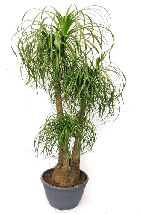 Ponytail Palm Houseplant (Beaucarnea Recurvata) | Easy plants, Foliage ...