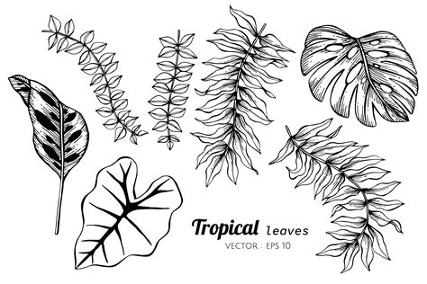 Collection set of Tropical leaves drawing illustration. 416992 Vector ...