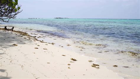 Karimunjawa Island Beach Loop 35234886 Stock Video at Vecteezy