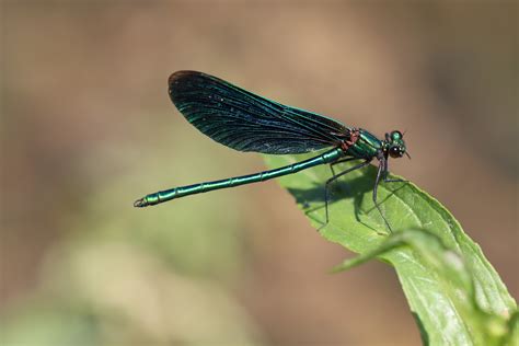 4K, Beautiful demoiselle male, Closeup, Dragonflies, Insects, Bokeh, HD ...