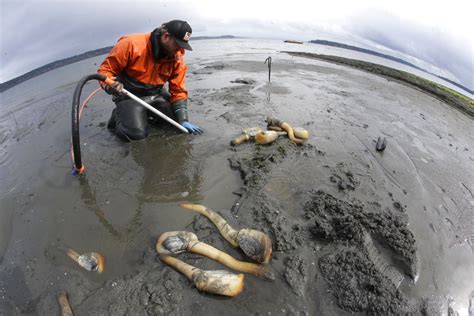 Geoduck farming takes off as demand for clams grows in Asia ...