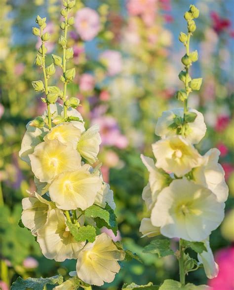 Alcea rugosa (Hollyhock)