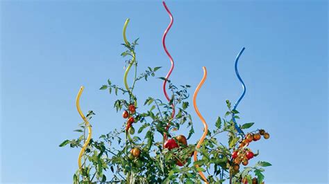 Tomato Spiral Stakes – Simple & Stable for Tomato, Cucumber Supporting