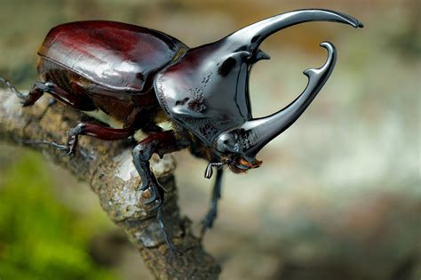 Rhinoceros Beetle