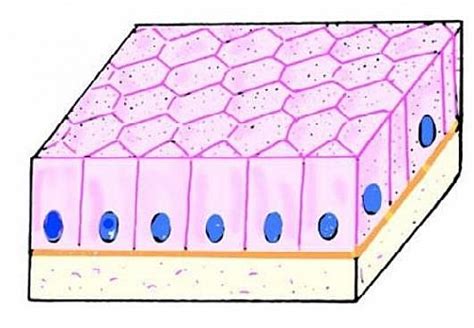 Columnar Epithelium Structure