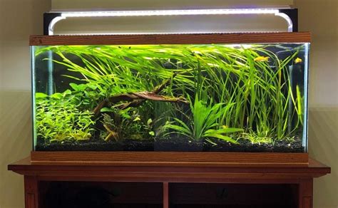 Ultimate 55 Gallon Aquarium Setup Guide - Fishxperts