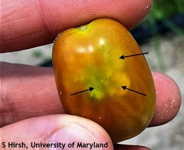 Stinkbug damage found in many Maryland tomato fields - Vegetable ...