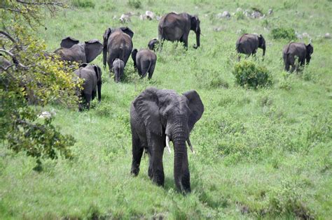 Elephant Migration – FISI CAMP