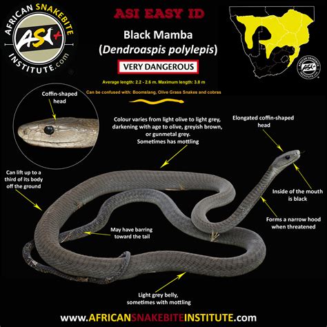 Black Mamba - African Snakebite Institute