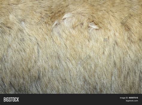 Texture Polar Bear Image & Photo (Free Trial) | Bigstock