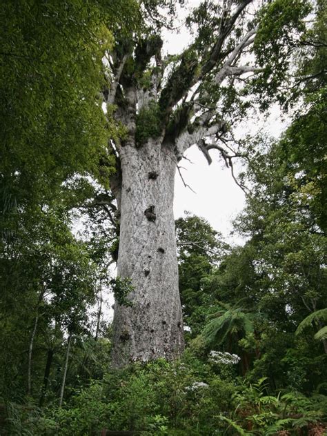 Tane Mahuta, New Zealand