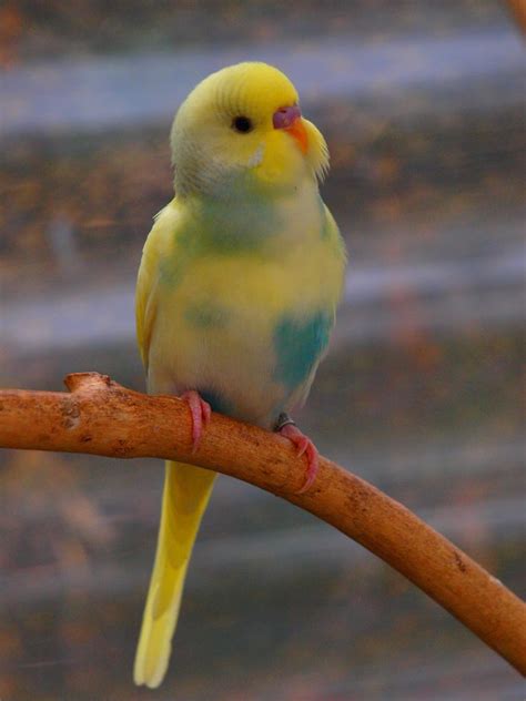 Timeline Photos - Kerstin Wellensittichzucht | Facebook | Budgies bird ...