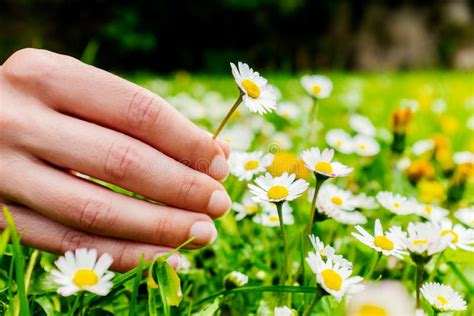 Female Hand Picking Flowers. Stock Photo - Image of green, holding ...