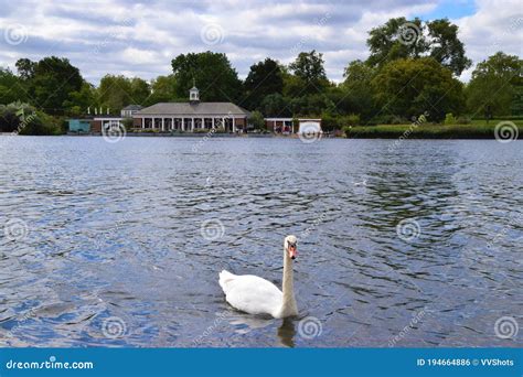 Swan in the Serpentine Lake, Hyde Park, London Editorial Photo - Image ...