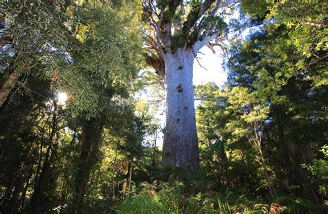 Tāne Mahuta Walk: Waipoua Forest, Northland