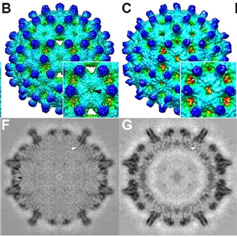 An assembly schema for HBV Cp183 capsids. Assembly of Cp183 dimers in ...