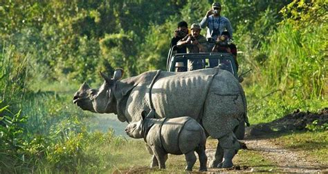 Manas National Park Tourism (2024) Wildlife Sanctuary, Rhinos & Tigers