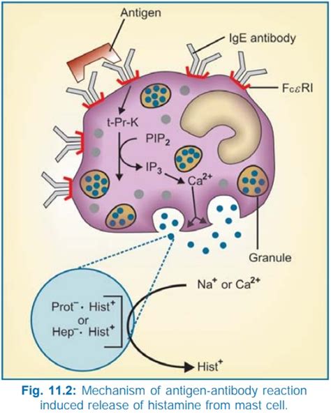 Histamine Synthesis