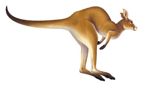 Free Kangaroo Jumping Cliparts, Download Free Kangaroo Jumping Cliparts ...