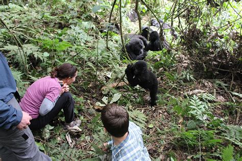 Rwanda Gorilla Trekking Review | Travel News Rwanda