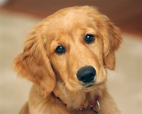 10 Best Golden Retriever Names